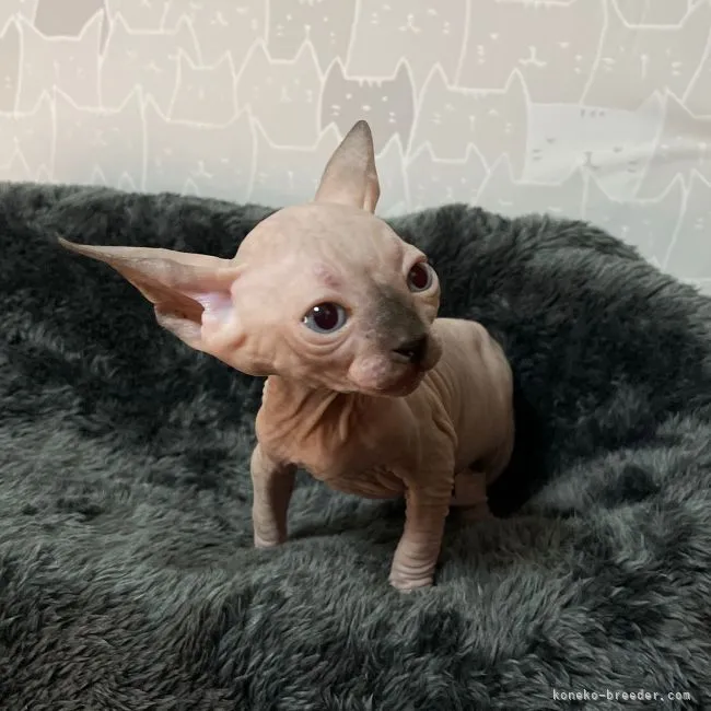 S.S 様のお迎えした子猫