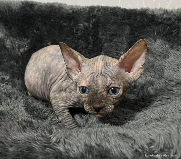 ID：2107-02349の子猫