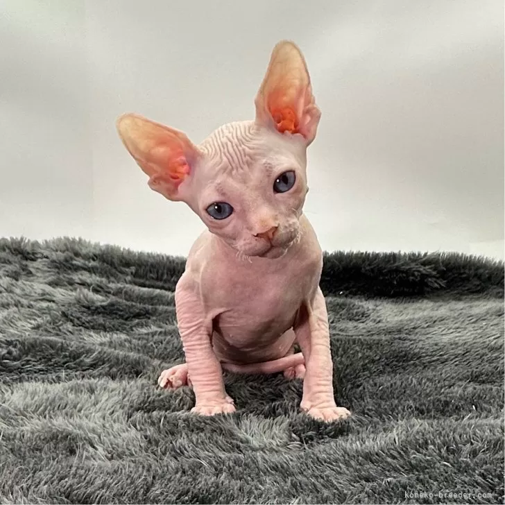 ID:2402-00686の子猫