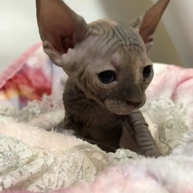 ID：1806-00355の子猫