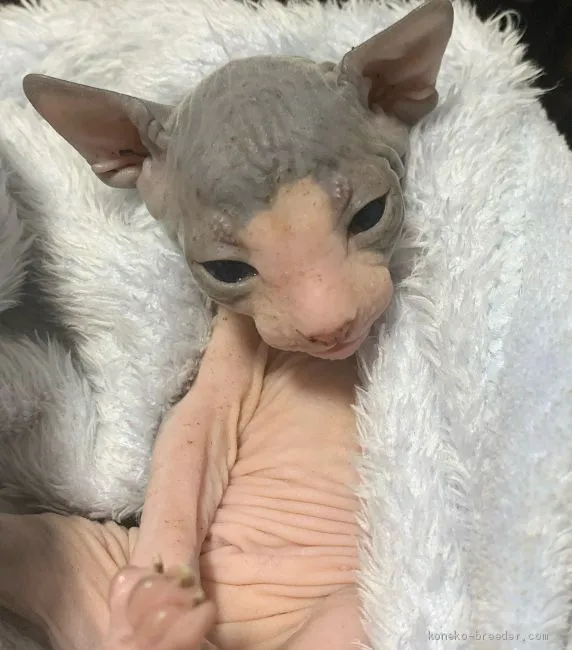 ID:2009-00999の子猫