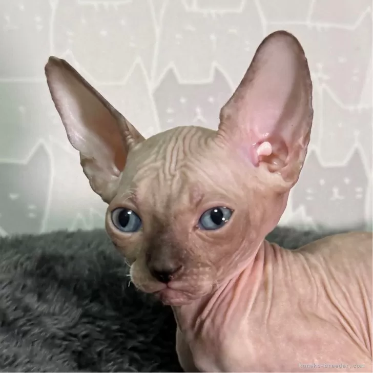 ID:2411-01595の子猫