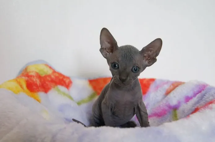 ID:1505-00016の子猫