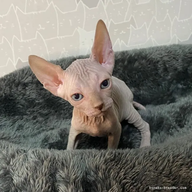 ID：2203-00377の子猫