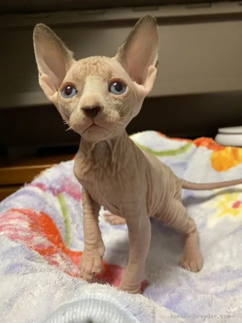 ID:2003-00448の子猫