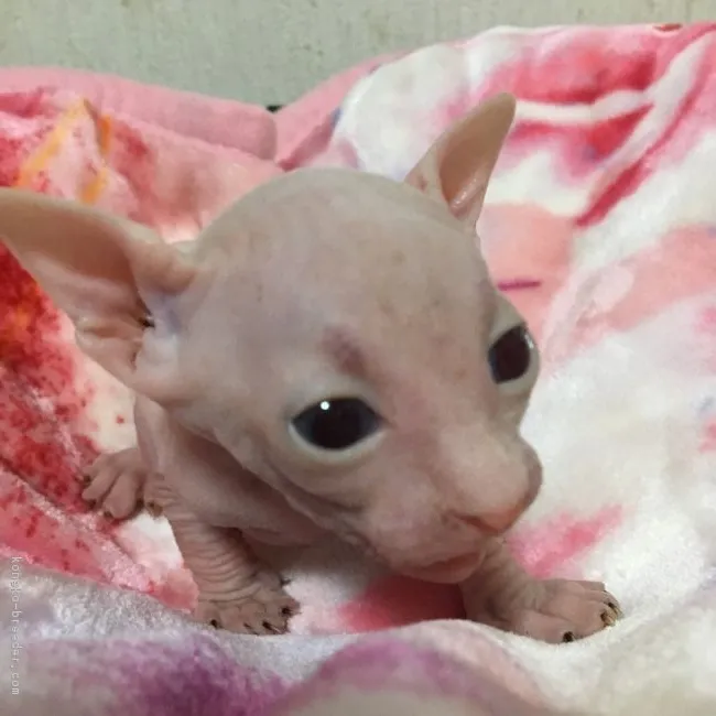 ID：1804-00182の子猫