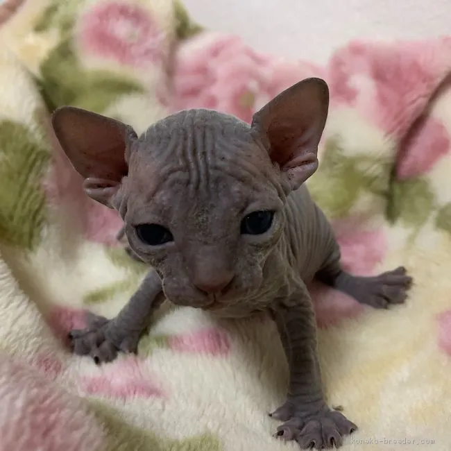 ID：1906-01873の子猫