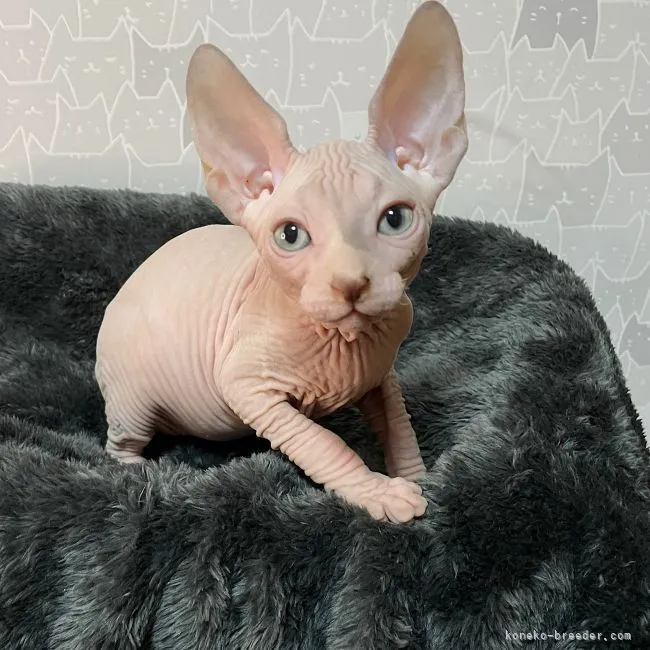 ID:2110-01484の子猫