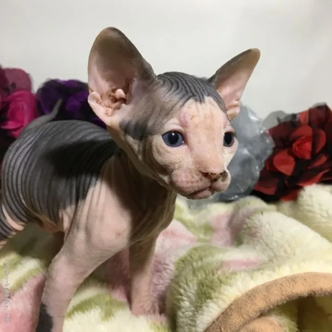 ID：1711-00760の子猫