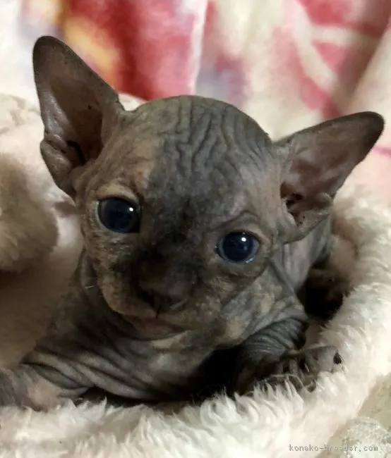 ID：1810-00480の子猫