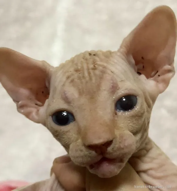 ID：1811-00838の子猫