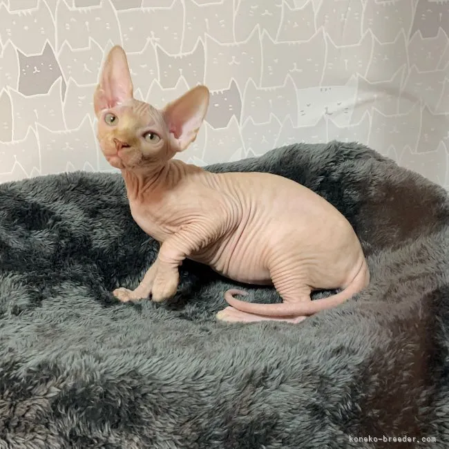 ID:2107-02350の子猫