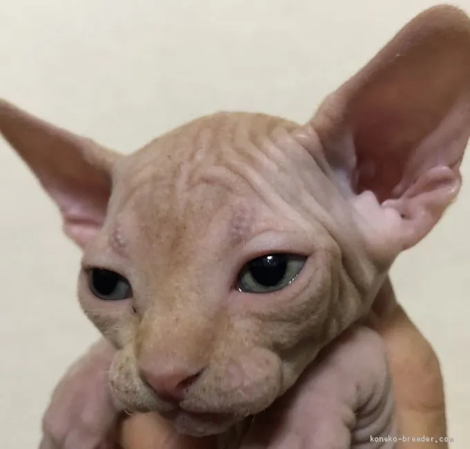 ID:1905-01289の子猫