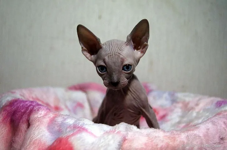 ID：1706-00521の子猫