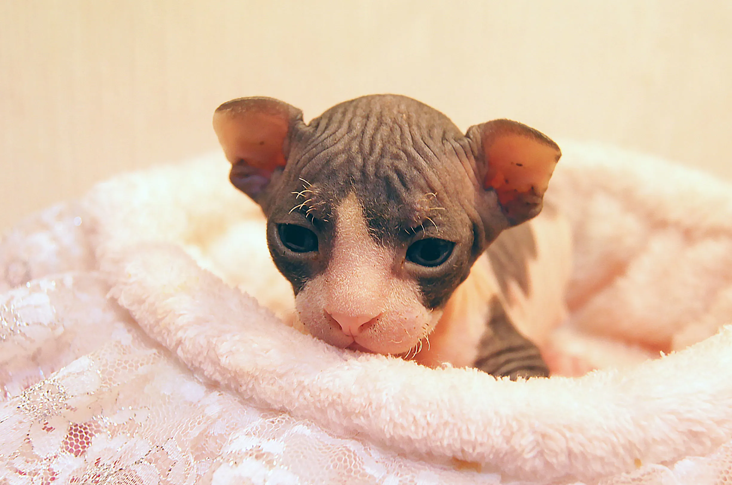 ID:1604-00616の子猫