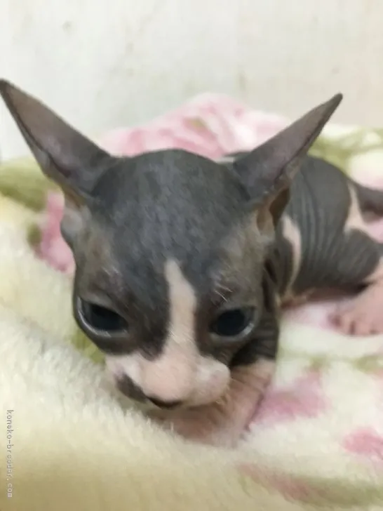 ID：1803-00387の子猫