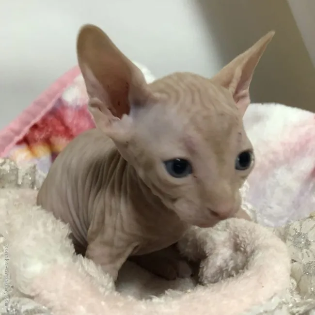 ID：1806-00361の子猫