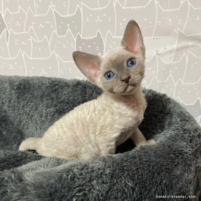 ID：2112-00591の子猫