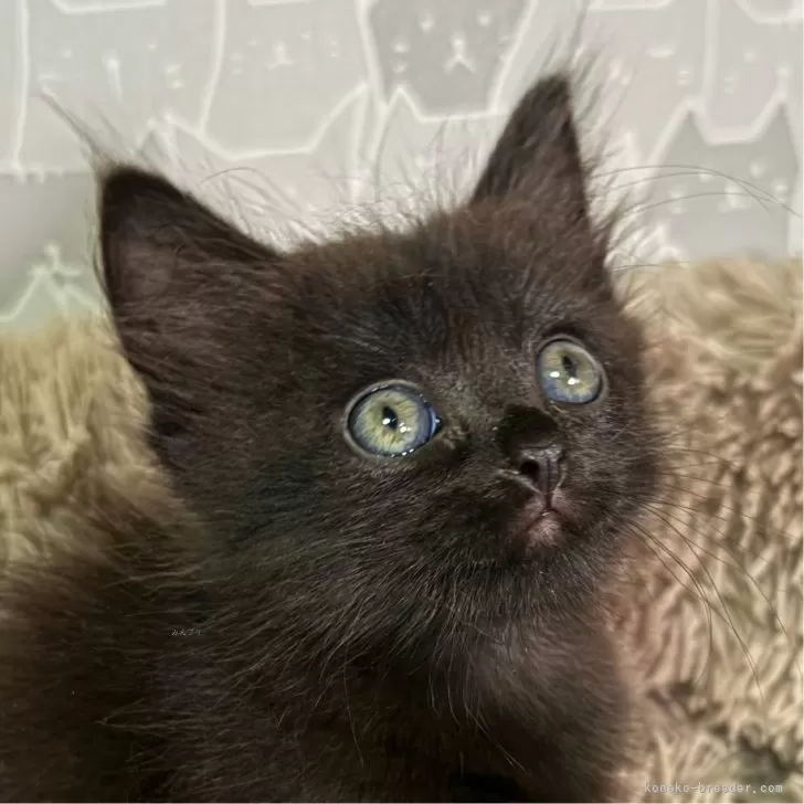 ID:2410-00572の子猫