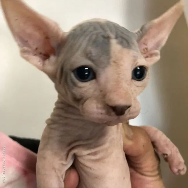 ID：1805-01262の子猫