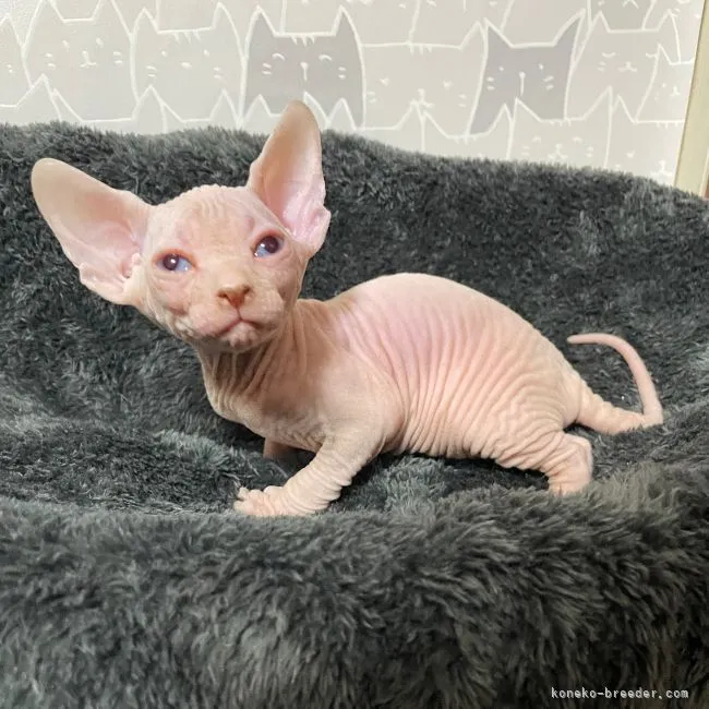 ID：2202-00985の子猫