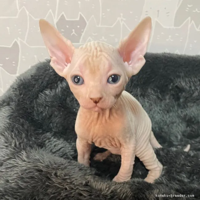 ID：2204-00004の子猫