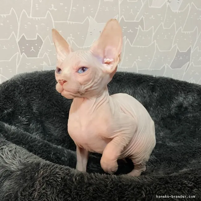 ID：2203-00373の子猫