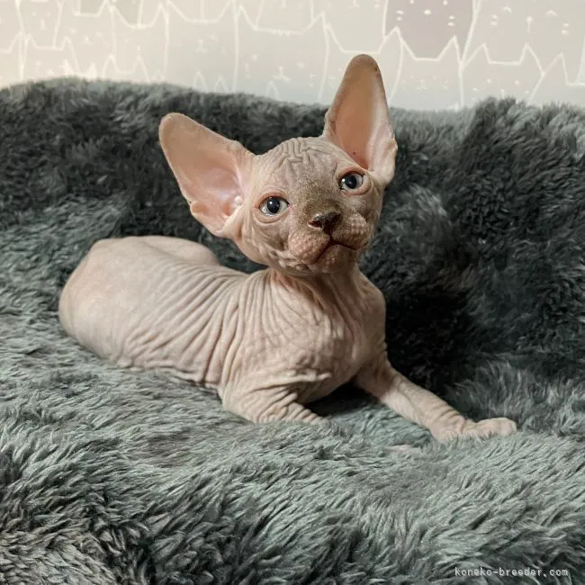 ID：2109-00494の子猫