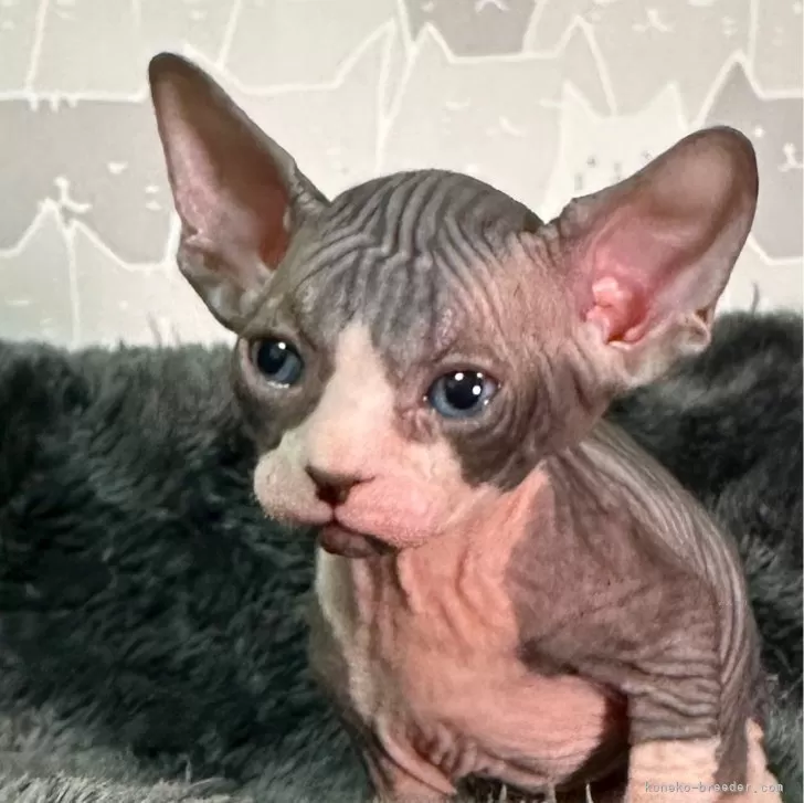 ID：2405-01453の子猫