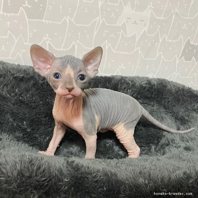 ID：2201-00033の子猫