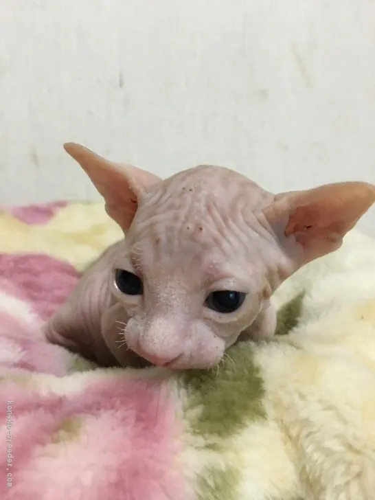 ID：1803-00386の子猫