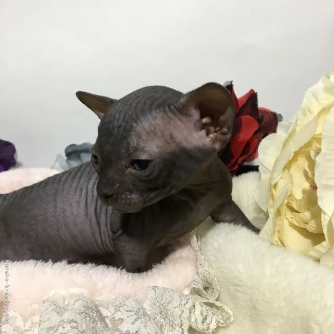 ID：1711-00754の子猫