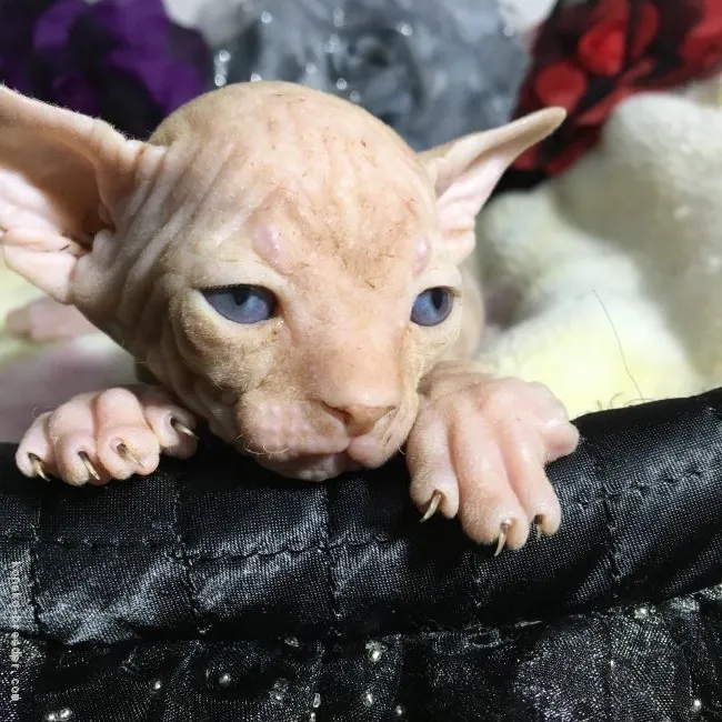 ID：1711-00756の子猫