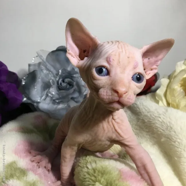 ID：1711-00757の子猫