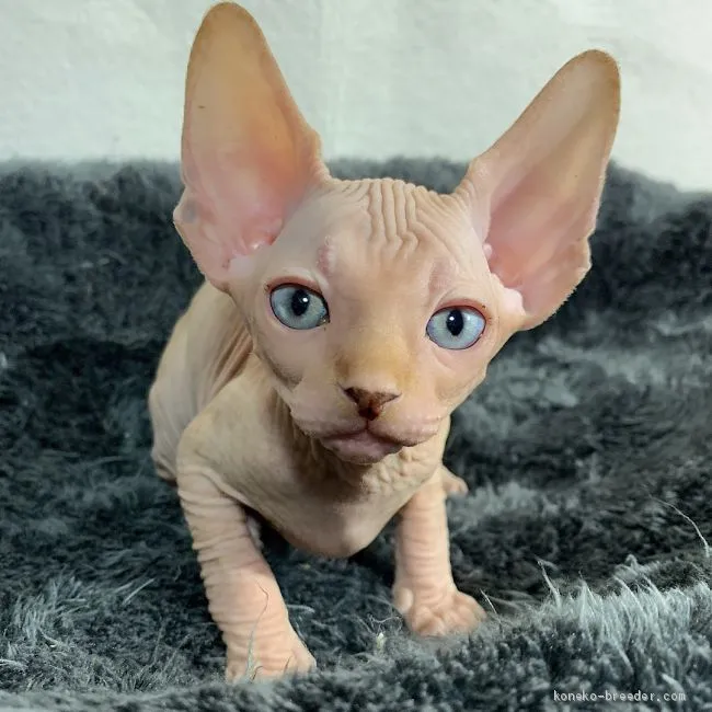 ID：2004-00284の子猫