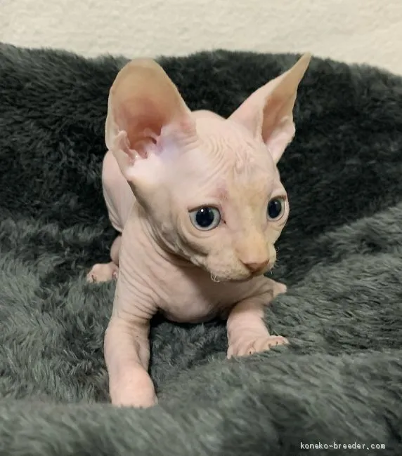 ID:2008-01656の子猫