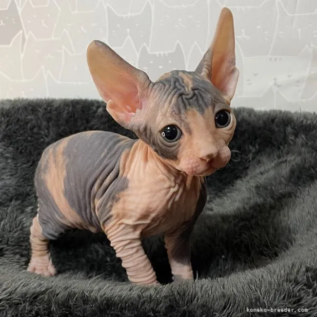 ID:2108-00100の子猫