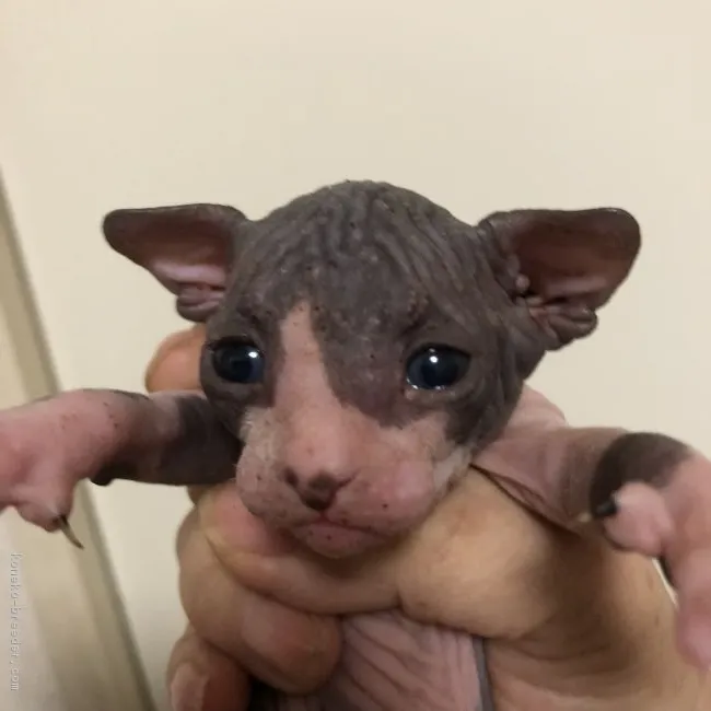 ID：1806-00935の子猫