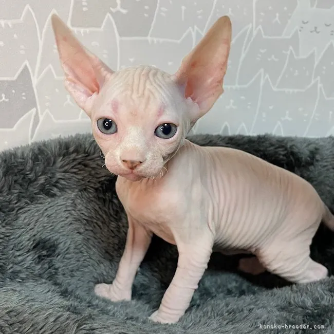 ID：2201-00539の子猫