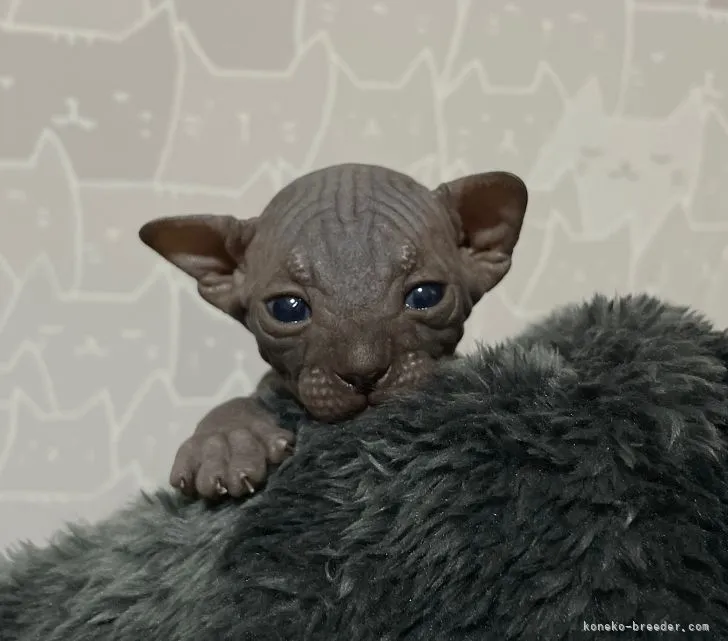ID:2107-01715の子猫