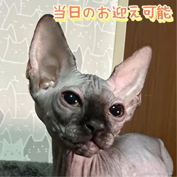 やまり 様のお迎えした子猫
