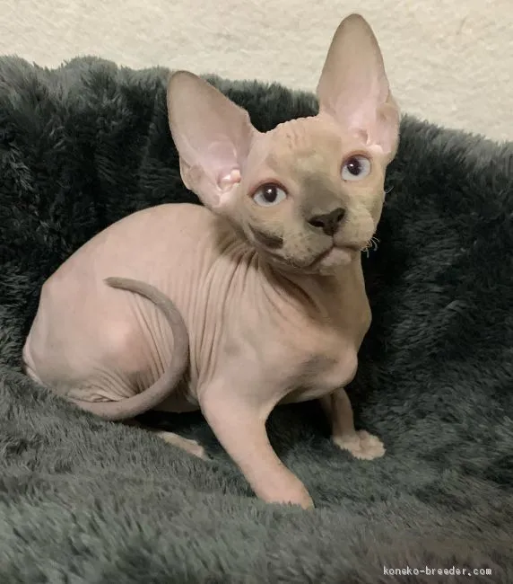 ID:2008-01657の子猫