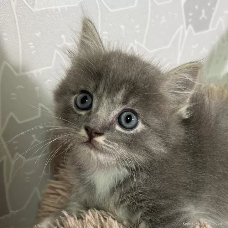 ID：2410-00571の子猫