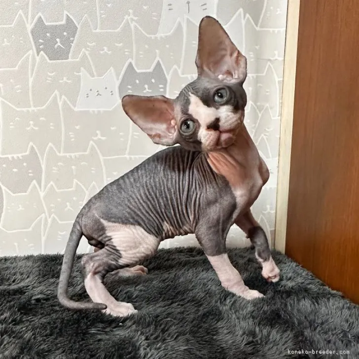 ID：2308-03138の子猫