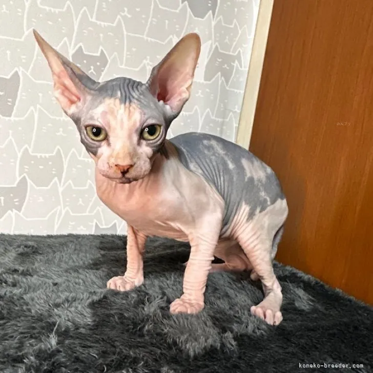 ID：2310-00176の子猫