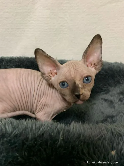 ID:2006-01081の子猫
