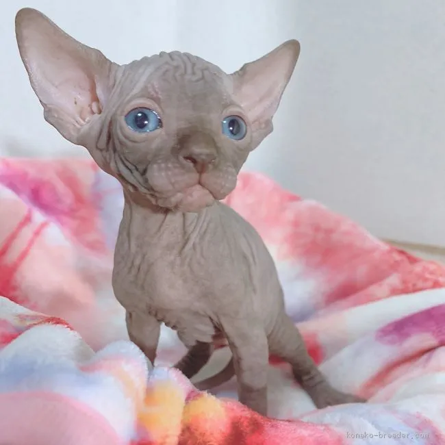 ID:1910-00323の子猫