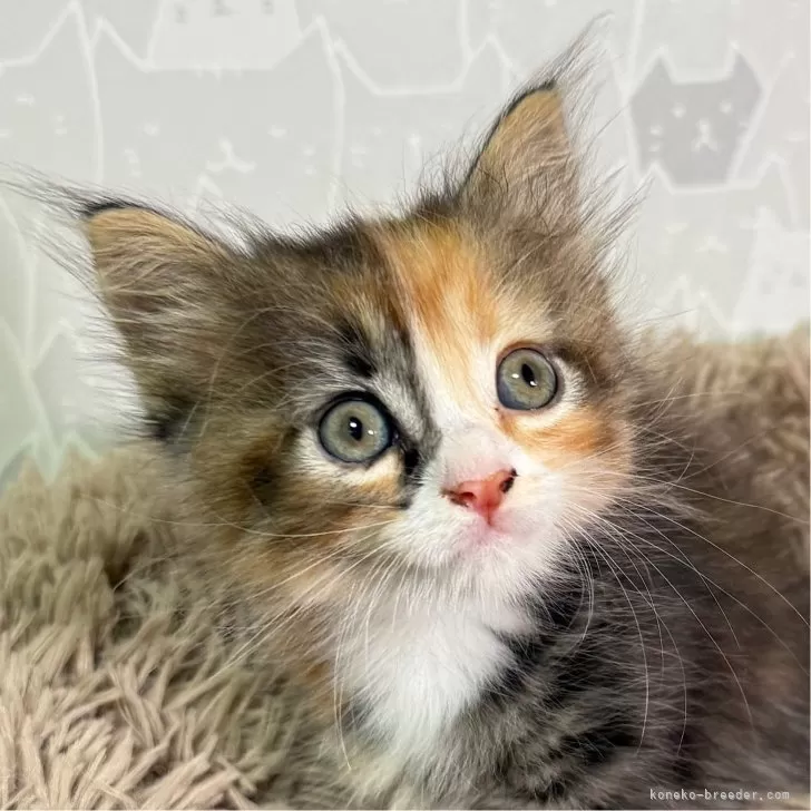 M.K 様のお迎えした子猫