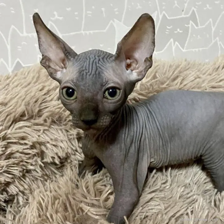 ID：2212-01757の子猫