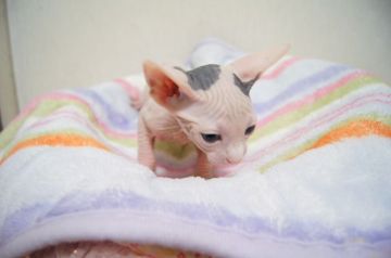 スフィンクス【埼玉県・男の子・2015年10月18日・ブラック&ホワイト ハーレクイン（無毛）】の写真「母猫はイギリス外産直系、両親TICAチャンピオン」